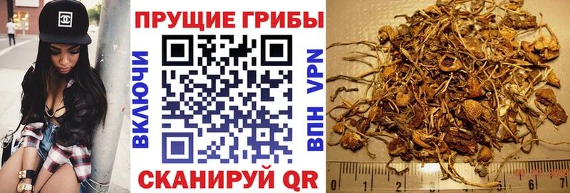 Галлюциногенные грибы Psilocybe  Купить закладки  Иноземцево 